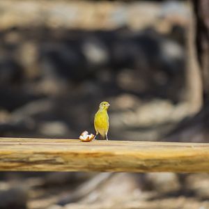 Atlantic canary, Serinus canaria