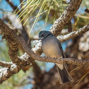 Tenerife blue chaffinch, Fringilla teydea