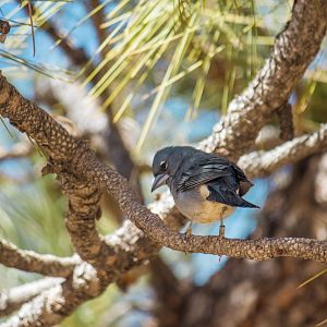 Tenerife blue chaffinch, Fringilla teydea