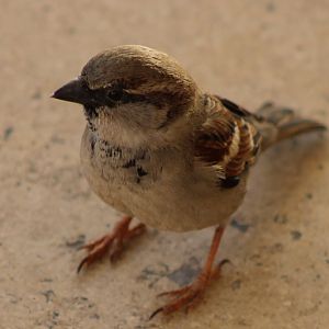 House sparrow - male