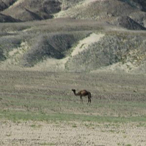 Feral Dromedary