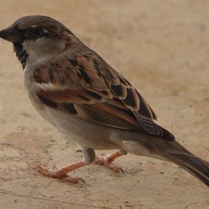 House sparrow - male