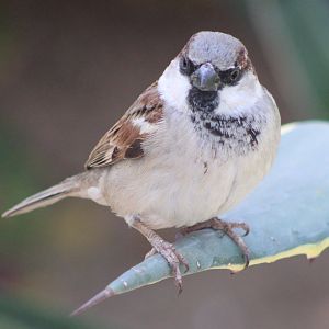 House sparrow - male