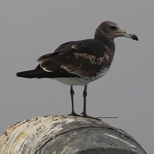 Sooty gull