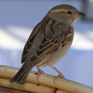 House sparrow - female