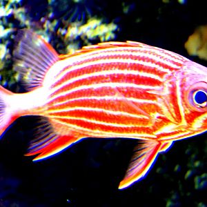 Hawaiian squirrel fish; London Zoo; 7th February 2019