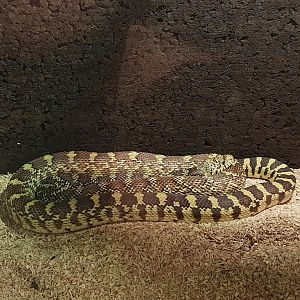 Western gopher snake - Pituophis catenifer