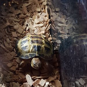 Agrionemys horsfieldii