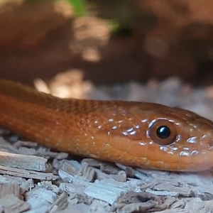 Elaphe dione "Vladivotstok"