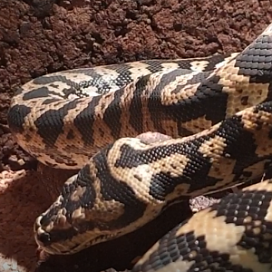 Morelia spilotes cheynei