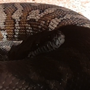 Morelia spilotes mcdowelli