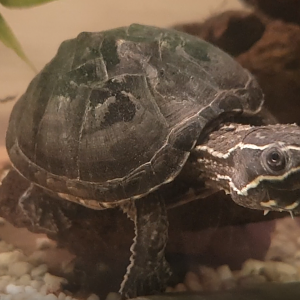Musk turtle