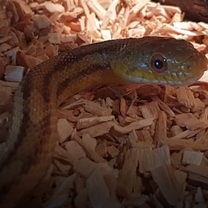 Pantherophis obselata quadrivitatta