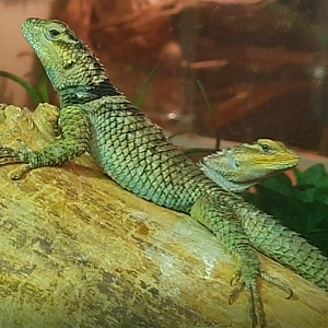 Sceloporus cyanogenys