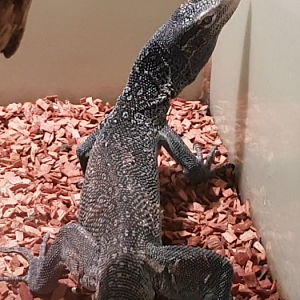 Varanus macraei