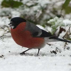 Eurasian Bullfinch