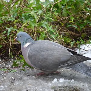 Common Wood Pigeon