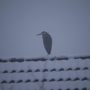 Grey Heron