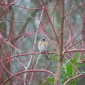 Brambling