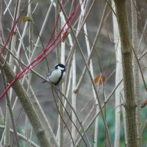 Great Tit