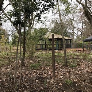 Okapi Exhibit (Coming Soon)