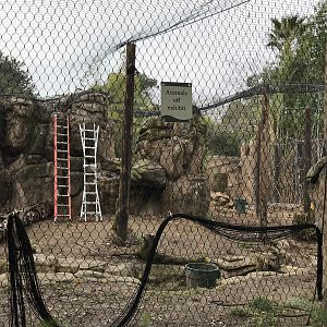Jaguar Exhibit Construction