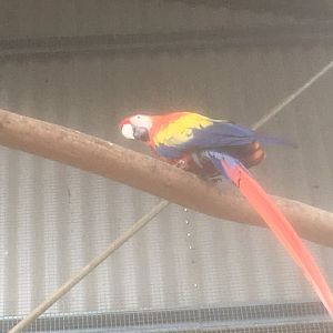 Maleny Bird World-Scarlett Macaw