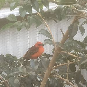Maleny Bird World-Red Fody