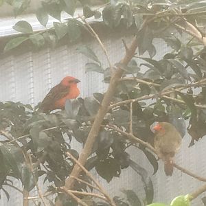 Maleny Bird World-Red Fody and Starfinch