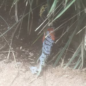 Maleny Bird World-Lady Amherst x Golden Pheasant