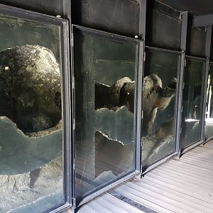 Wombat indoor-enclosure