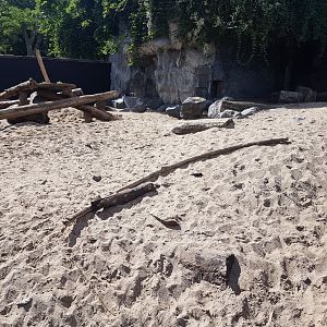 Outdoor-enclosure Indian crested porcupine