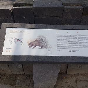 Sign Indian crested porcupine
