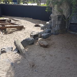 Outdoor-enclosure Indian crested porcupine