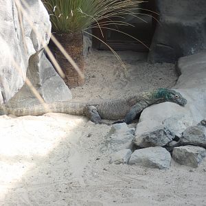 Komodo dragon