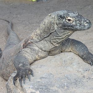 Komodo dragon