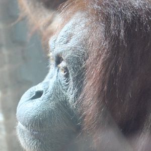 Orang utan