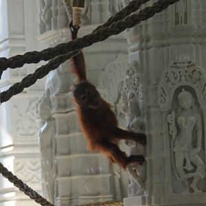 Young Orang utan