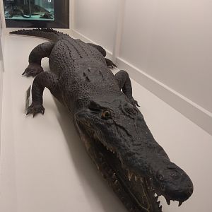 Crocodile ID