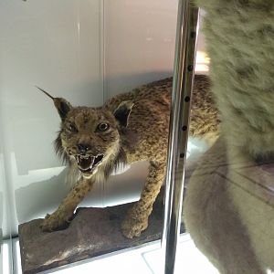 Lynx ID