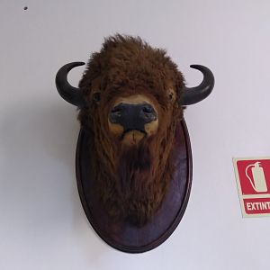 Bison ID