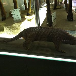 Pangolin ID