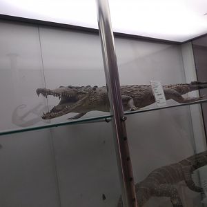 Crocodile ID