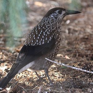 Spotted Nutcracker (Nucifraga caryocatactes), February 2019