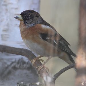 Brambling (Fringilla montifringilla), February 2019