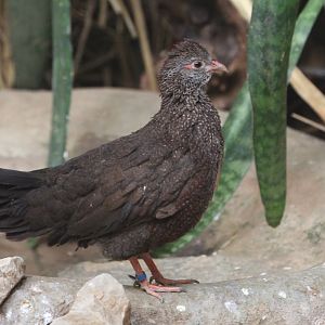 Stone Partridge (Ptilopachus petrosus), February 2019