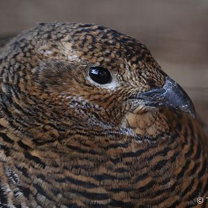 Black Grouse (Tetrao tetrix), February 2019