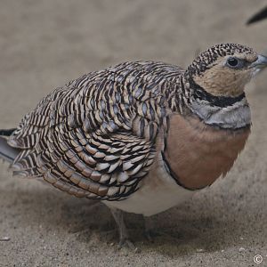 Pin-tailed Sandgrouse (Pterocles alchata), February 2019