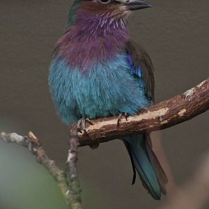 Lilac-breasted Roller (Coracias caudatus), February 2019