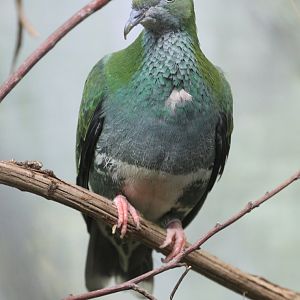Superb Fruit-dove (Ptilinopus superbus), February 2019